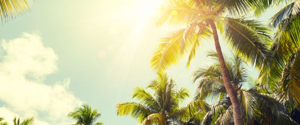 Palm Tree Care Service - Palm Tree Care Service Pompano Beach, Florida