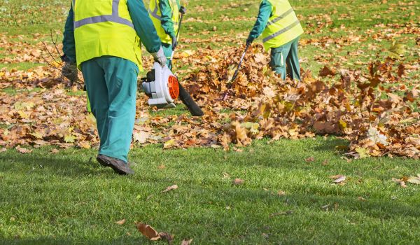 Fall Leaf Collection