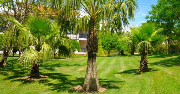 Palm Tree Shaping - Palm Tree Shaping San Luis Obispo County, California