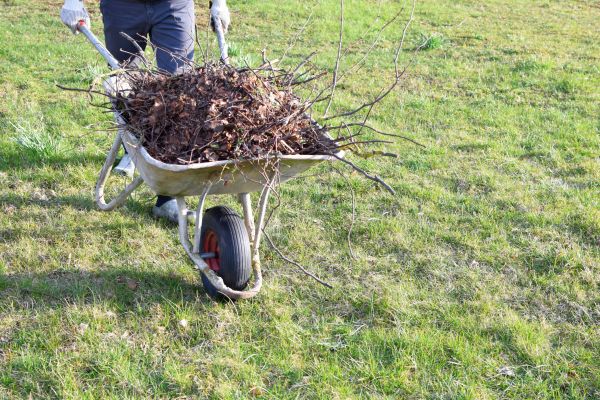 Yard Brush Removal