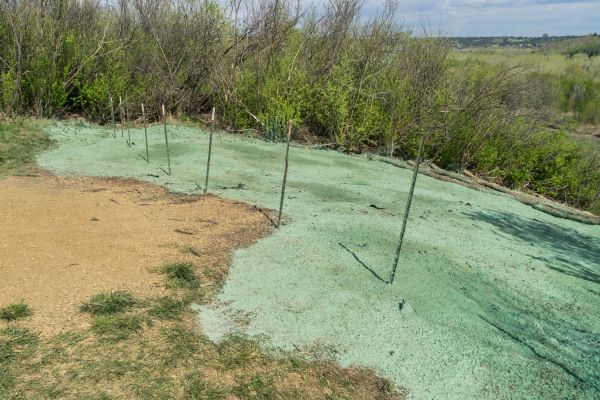 Backyard Lawn Seeding