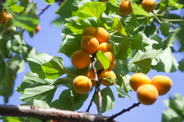 Apricot Tree Trimming