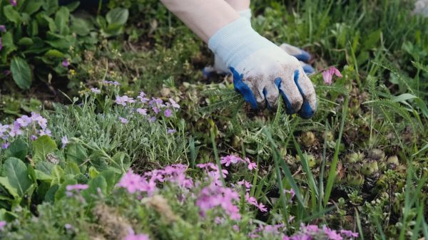 Flower Bed Weed Removal - Flower Bed Weed Removal Valparaiso, Indiana