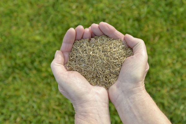 Commercial Grass Seeding