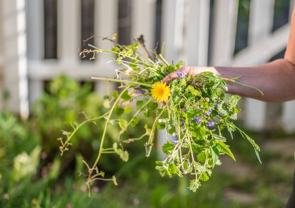 Spring Lawn Weed Control