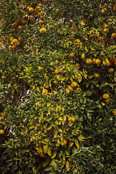 Grapefruit Tree Pruning