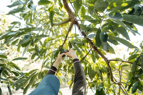 Avocado Tree Pruning