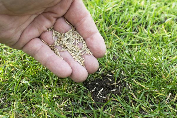 Spring Lawn Reseeding