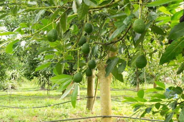 Avocado Tree Grooming