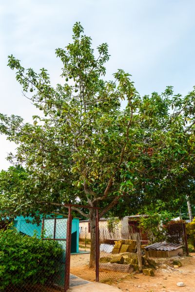 Avocado Tree Shaping