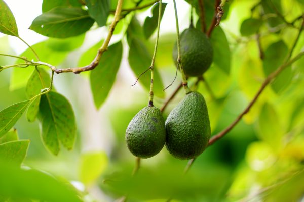Avocado Tree Trimming