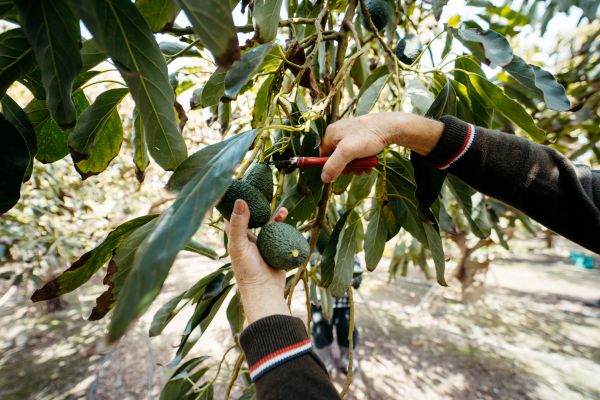 Avocado Pruning