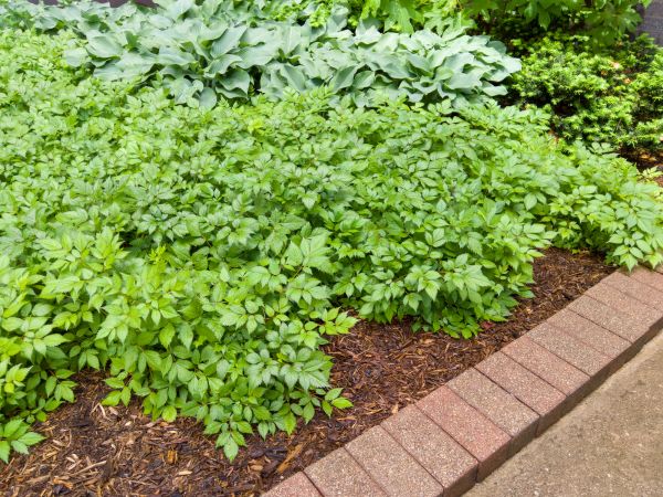 Brick Landscape Curbing - Brick Landscape Curbing Pinellas County, Florida