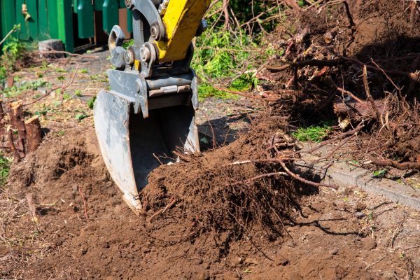 Sewer Line Tree Root Removal