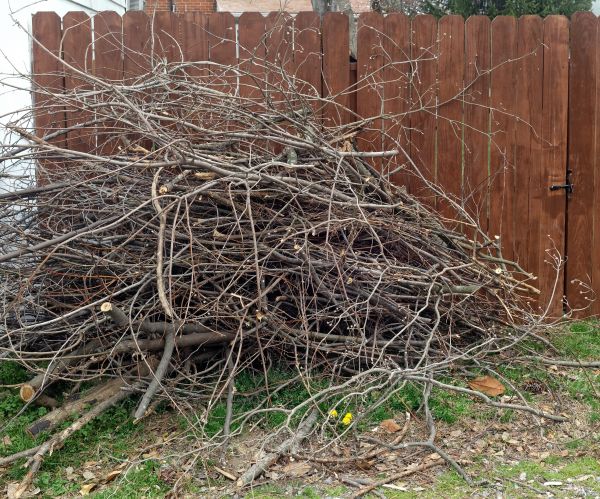 Tree Branch Cleanup