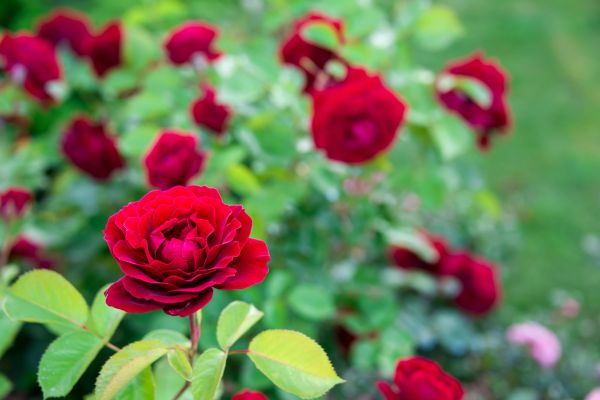 Rose Planting