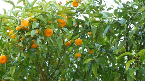 Fruit Tree Horticulture - Fruit Tree Horticulture Dallas, Texas