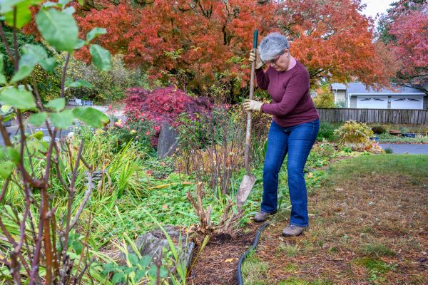 Dead Bush Removal - Dead Bush Removal Palm Beach County, Florida