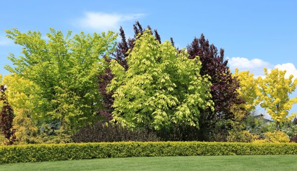 Shrubs Landscaping - Shrubs Landscaping Greeley, Colorado