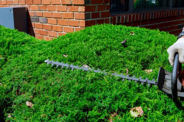 Landscape Hedge Trimming