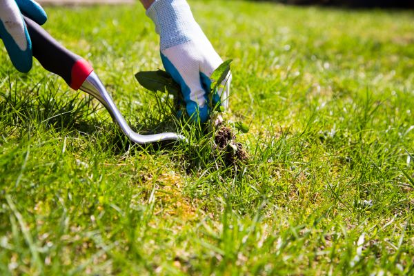 Commercial Weed Pulling