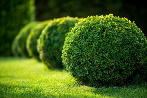Garden Shrub Removal