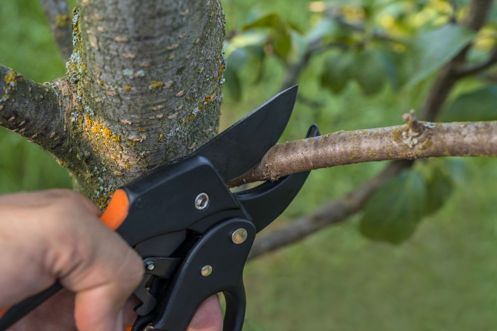 Tree Branch Pruning - Tree Branch Pruning Contra Costa County, California