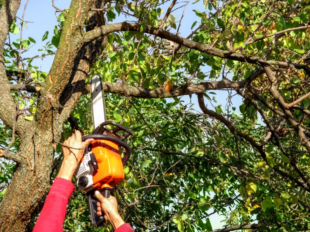 Tree Branch Shaping - Tree Branch Shaping Pearland, Texas