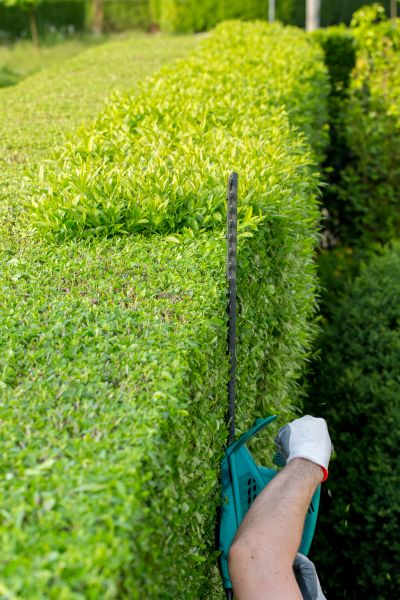 Arborvitae Hedge Trimming