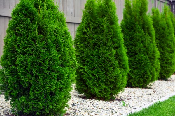 Arborvitae Clearing