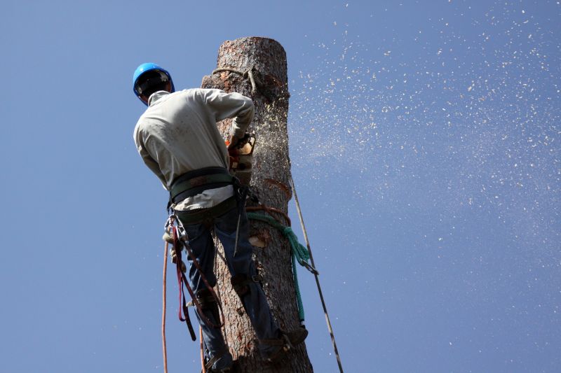 Mitigate the Chances of Trees and Branches Falling!