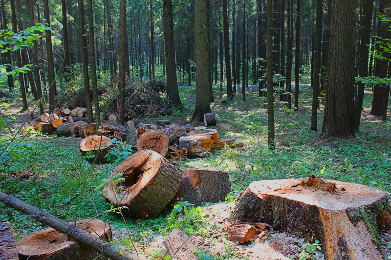 Prevent Structural Damage by Eliminating Trees with Tree and Stump Removal Service!