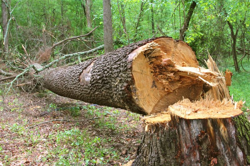Remove Obstacles in the Property with Tree and Stump Removal Service!