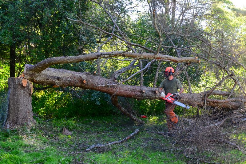 Tree And Stump Removal - Tree And Stump Removal Fredericksburg, Virginia