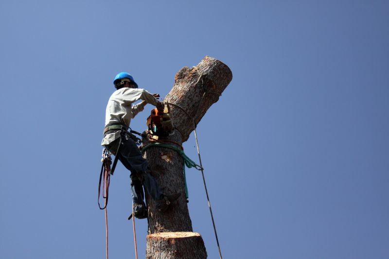 Remove Hazardous or Damaged Trees!