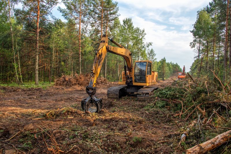 Help Prevent Wildfires with Tree Felling!